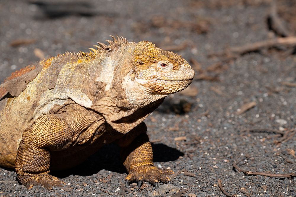 Ecuador-Galapagos-Isabela Island-Urbina Bay. Galapagos land iguana